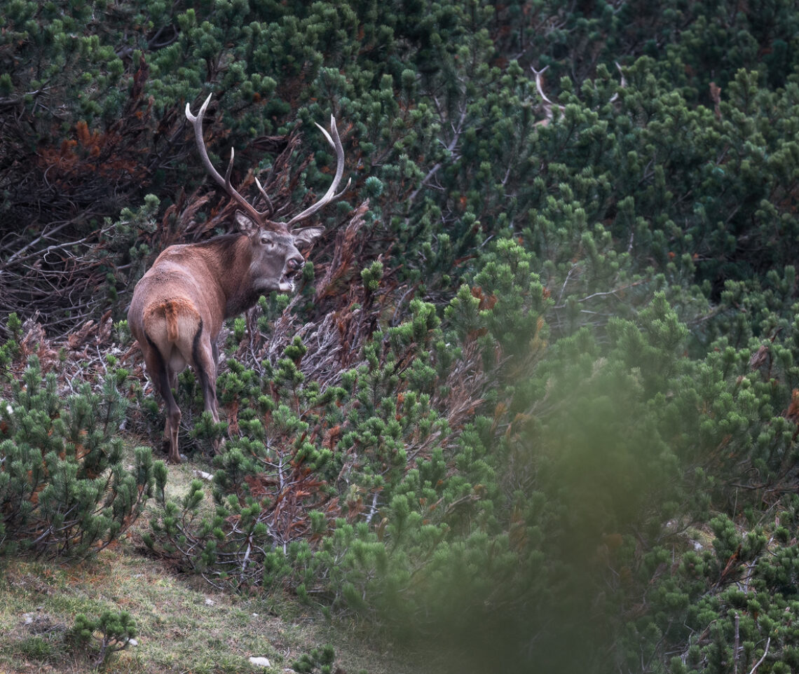 A ogni minimo rumore nei dintorni del suo harem, il cervo maschio (Cervus elaphus) dominante chiarisce a gran voce le gerarchie del gruppo. Alpi Carniche, Italia.