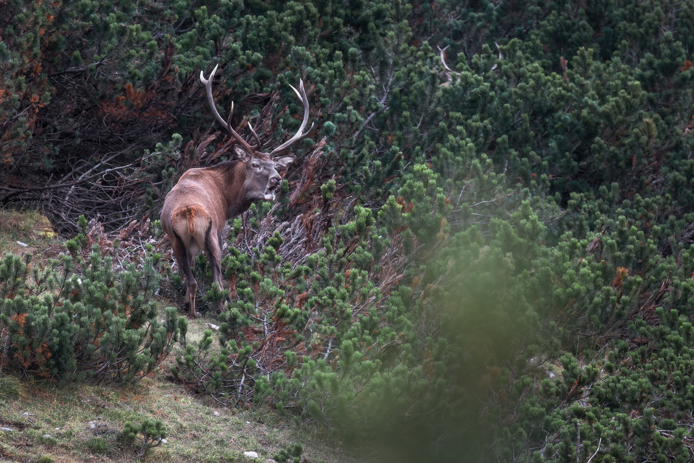A ogni minimo rumore nei dintorni del suo harem, il cervo maschio (Cervus elaphus) dominante chiarisce a gran voce le gerarchie del gruppo. Alpi Carniche, Italia.