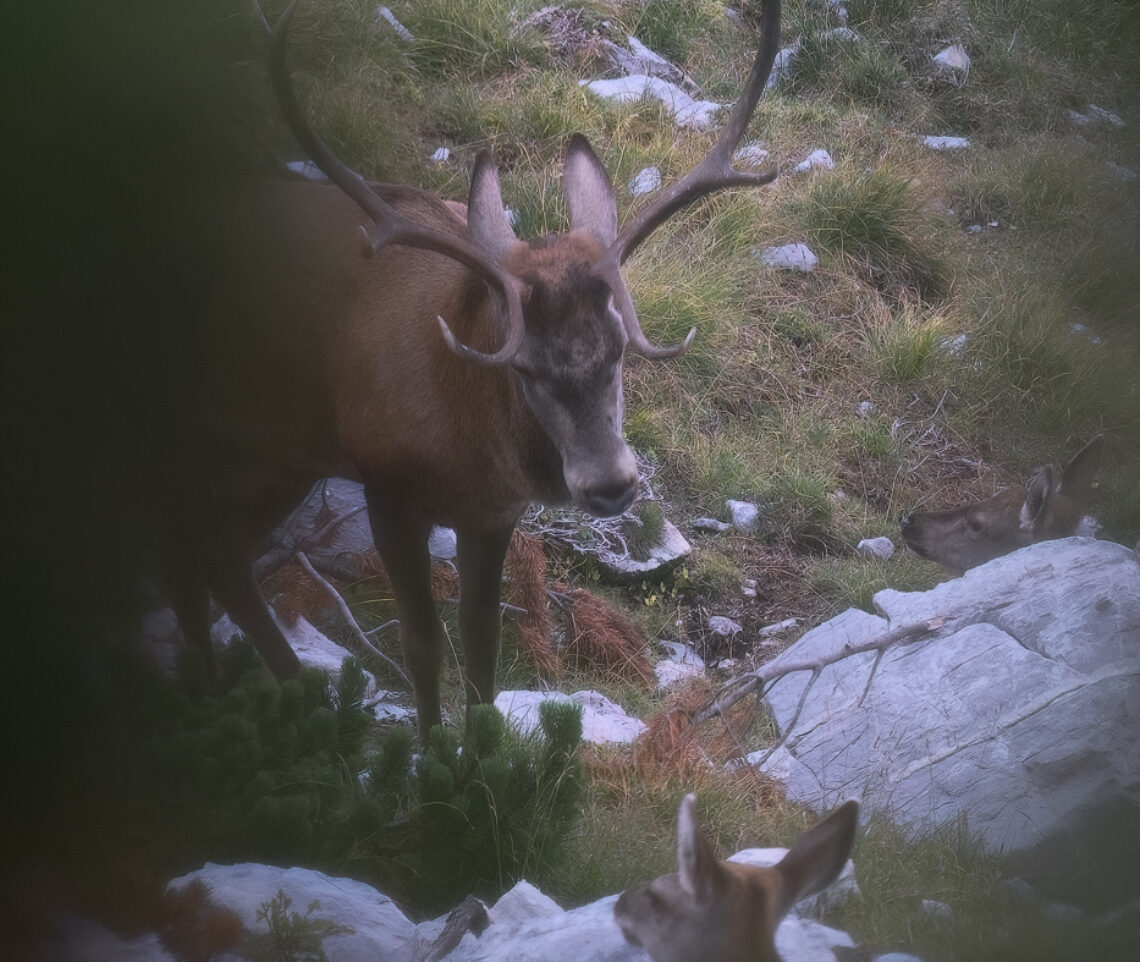 Che cosa starà pensando? Cervo nobile (Cervus elaphus). Alpi Carniche, Italia.