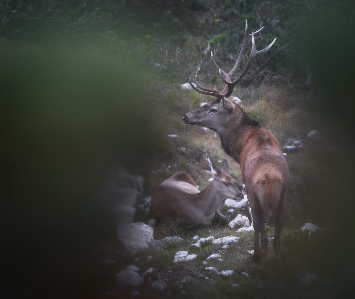 Cervo maschio (Cervus elaphus) controlla il suo harem nella stagione degli amori. Alpi Carniche, Italia.