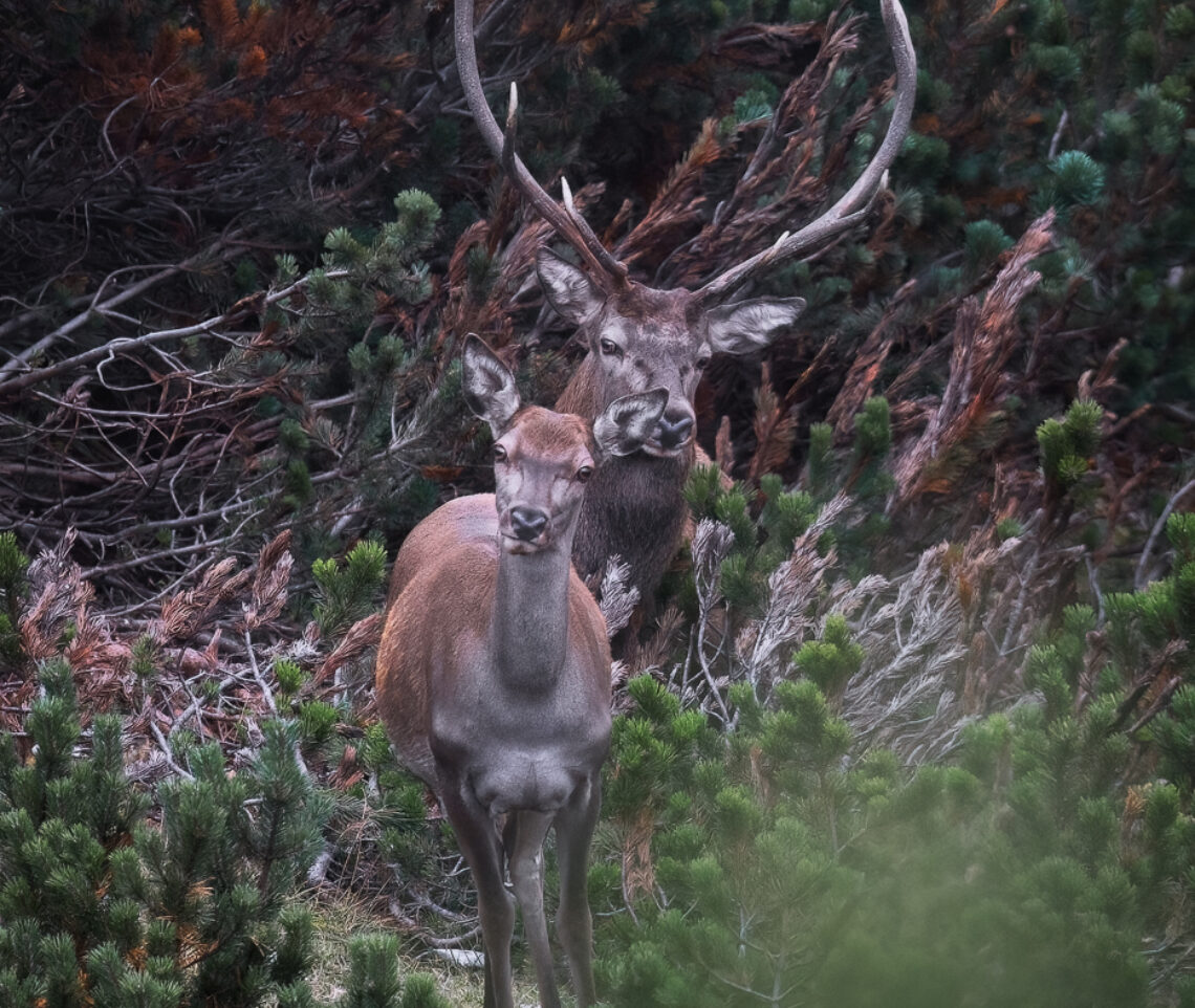 Lui guarda lei, lei guarda me. Sebbene fossi totalmente invisibile. Cervo nobile (Cervus elaphus). Alpi Carniche, Italia.