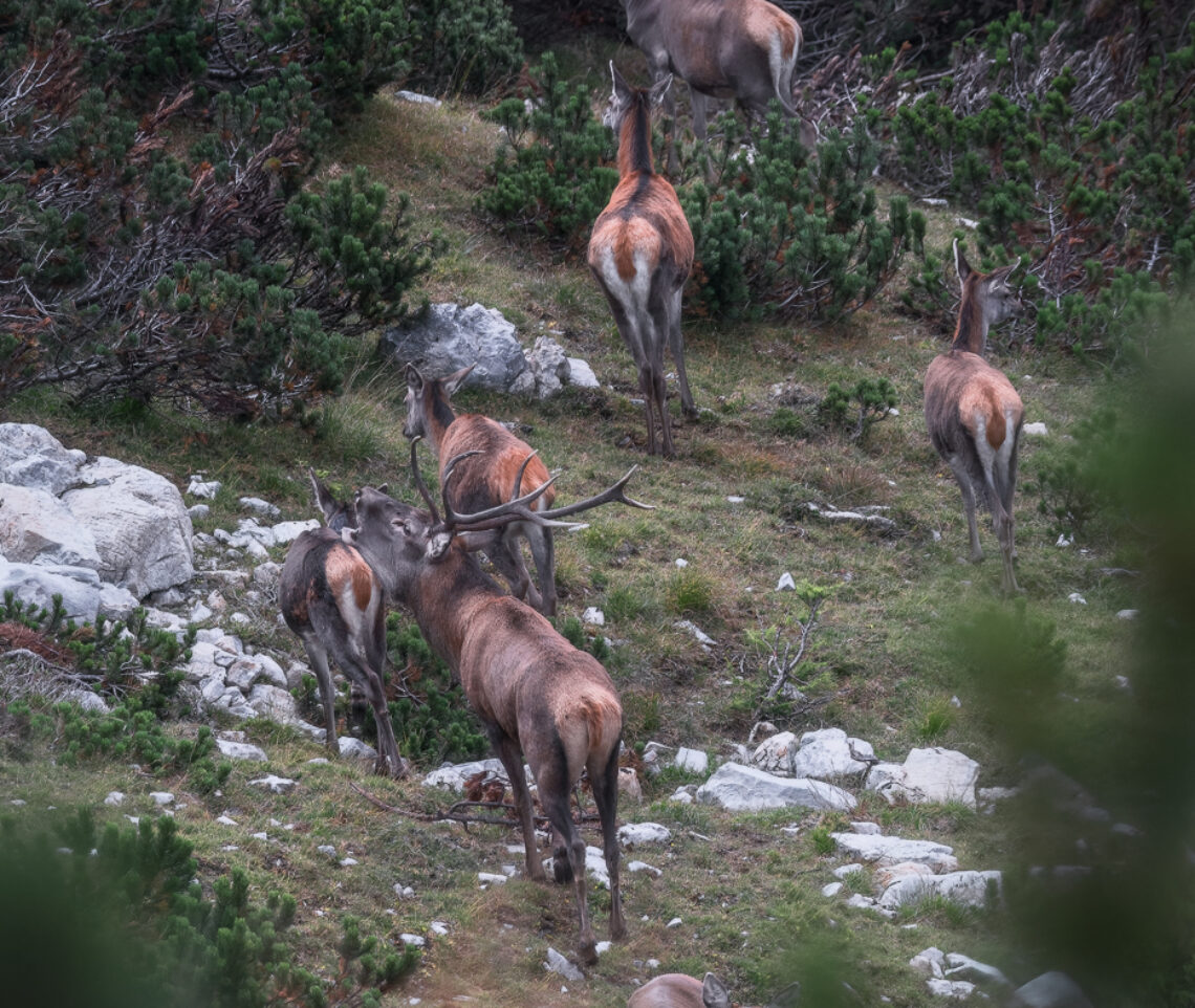 Cervo maschio (Cervus elaphus) difende il suo harem a suon di bramiti. Alpi Carniche, Italia.