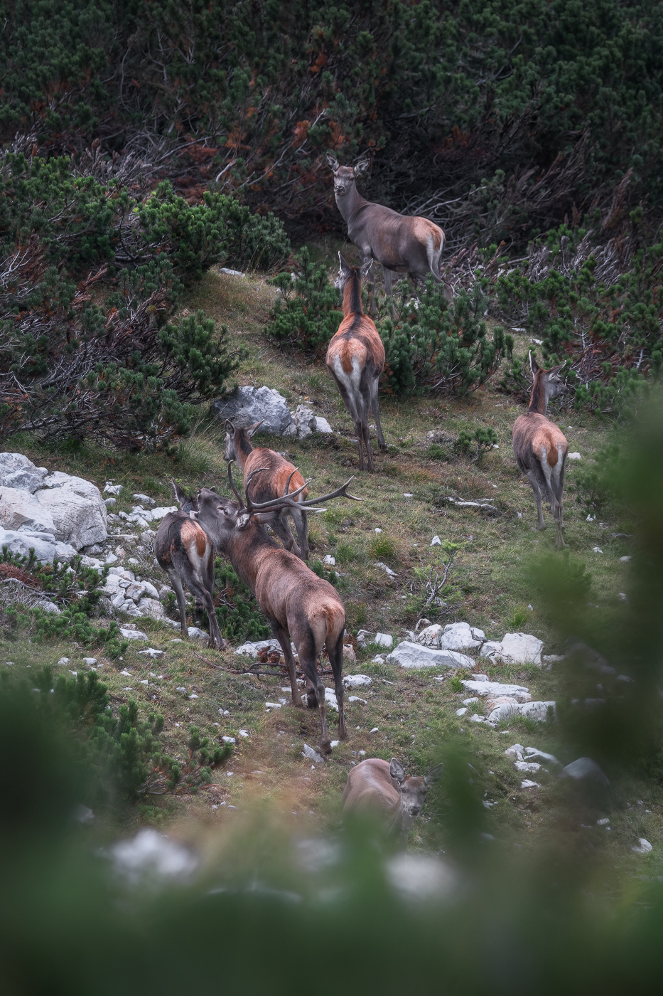Cervo maschio (Cervus elaphus) difende il suo harem a suon di bramiti. Alpi Carniche, Italia.