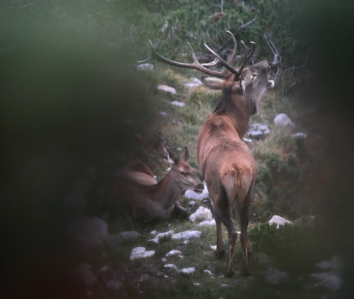 Cervo maschio (Cervus elaphus) risponde ai bramiti dei contendenti. Alpi Carniche, Italia.