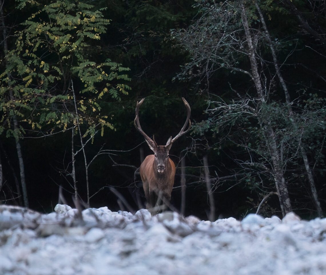 Il Re della foresta. Cervo nobile (Cervus elaphus). Parco Naturale Dolomiti Friulane, Italia.