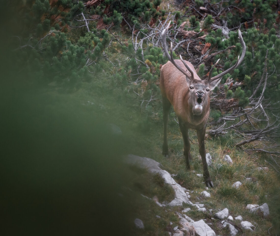 Un chiaro avvertimento per dar notizia a tutti quanti, me compreso, di chi comanda. Cervo nobile (Cervus elaphus) in bramito. Alpi Carniche, Italia.