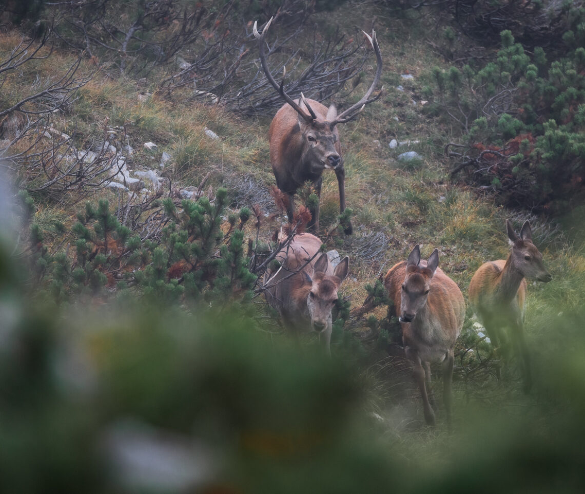 Quando si tratta di amore, ci vuole pazienza. Cervo nobile (Cervus elaphus). Alpi Carniche, Italia.