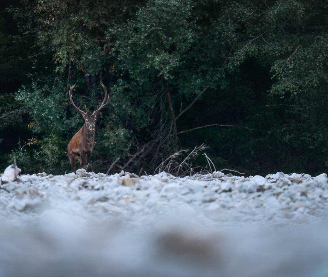 Un maschio di cervo nobile (Cervus elaphus) esce dal bosco per iniziare una lunga sequenza di bramiti. Parco Naturale Dolomiti Friulane, Italia.