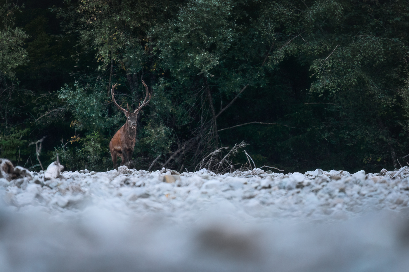 Un maschio di cervo nobile (Cervus elaphus) esce dal bosco per iniziare una lunga sequenza di bramiti. Parco Naturale Dolomiti Friulane, Italia.
