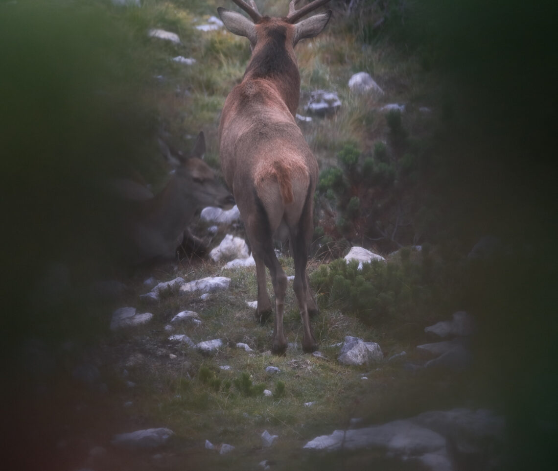 Orecchie spalancate e silenzio: è il momento di ascoltare i contendenti che bramiscono. Cervo nobile (Cervus elaphus). Alpi Carniche, Italia.