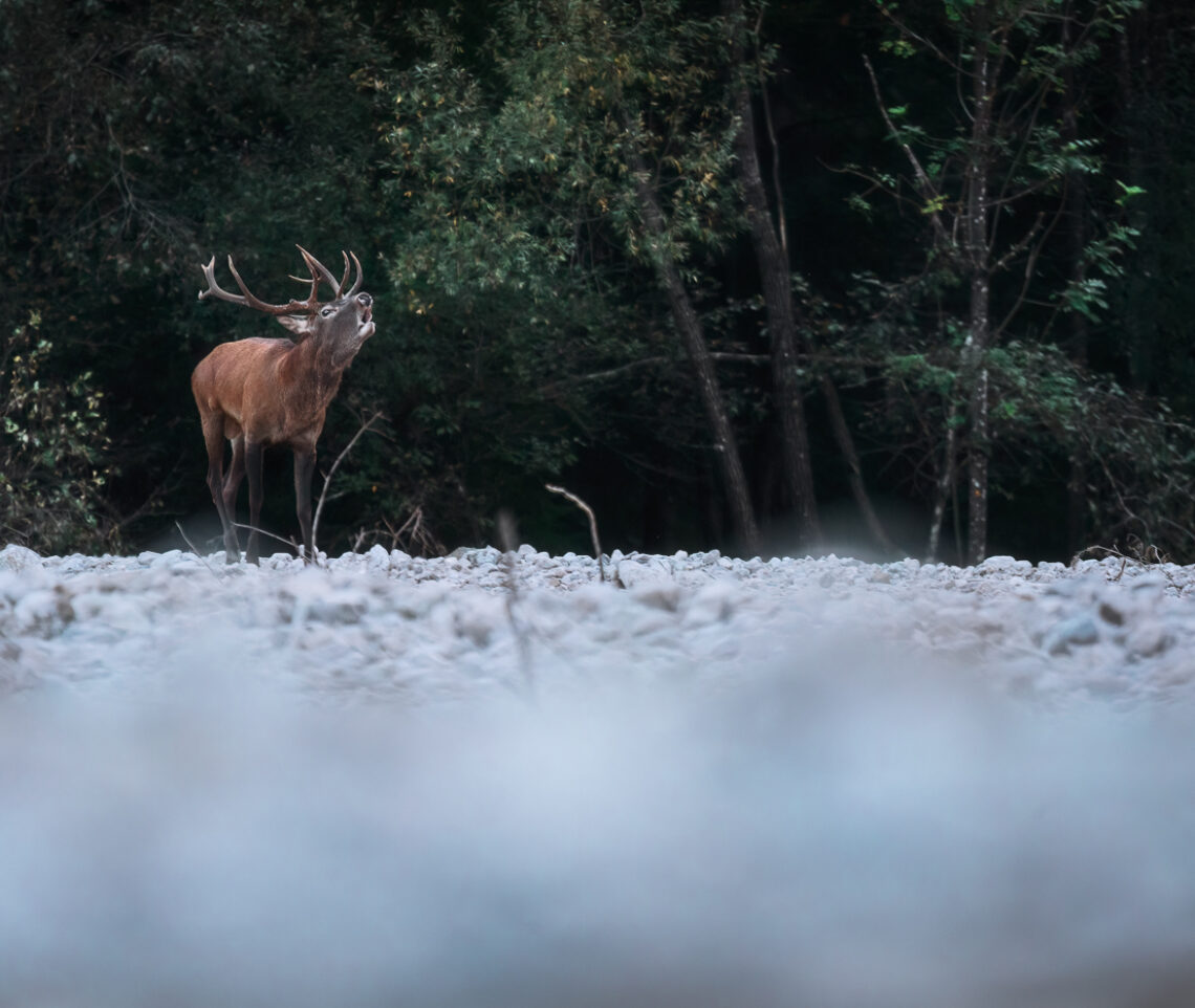 Per questo cervo maschio (Cervus elaphus) è il momento di palesarsi nell’arena degli amori. Parco Naturale Dolomiti Friulane, Italia.