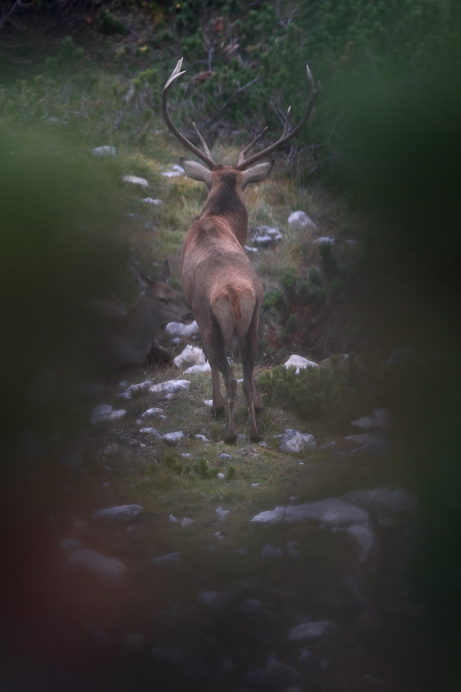 Orecchie spalancate e silenzio: è il momento di ascoltare i contendenti che bramiscono. Cervo nobile (Cervus elaphus). Alpi Carniche, Italia.