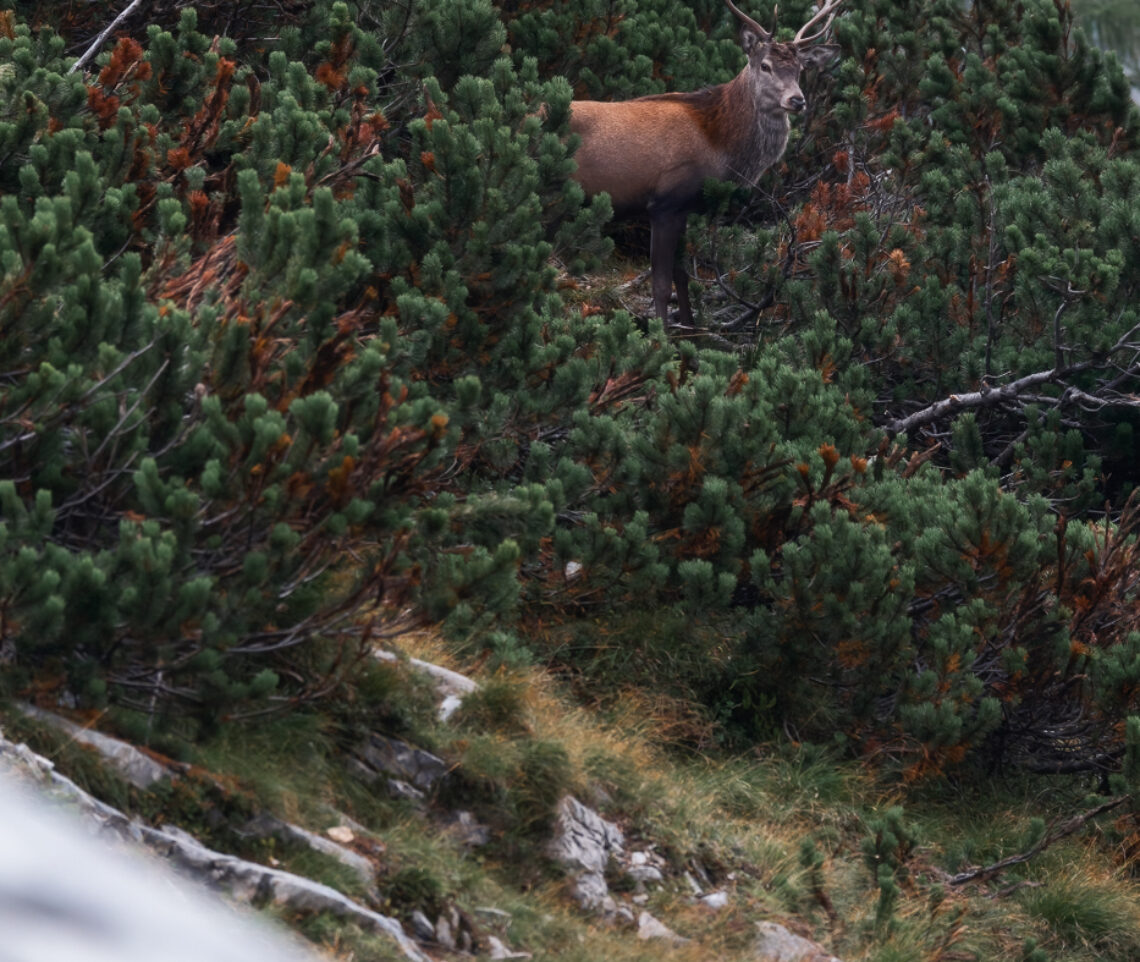 Un giovane cervo maschio (Cervus elaphus) osserva da distanza di sicurezza il maschio dominante e il suo harem. Alpi Carniche, Italia.