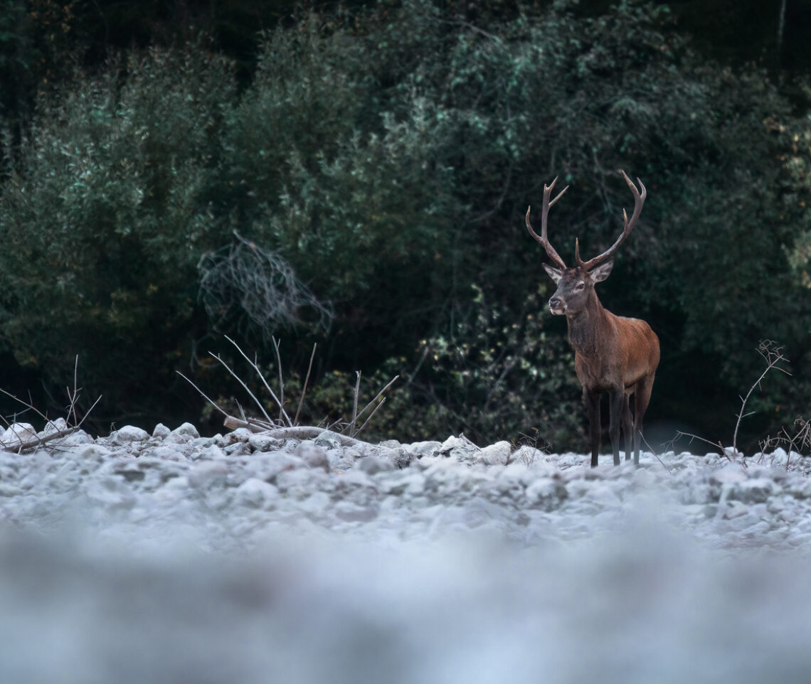 Cervo maschio (Cervus elaphus) ascolta i bramiti degli sfidanti nel periodo riproduttivo. Parco Naturale Dolomiti Friulane, Italia.