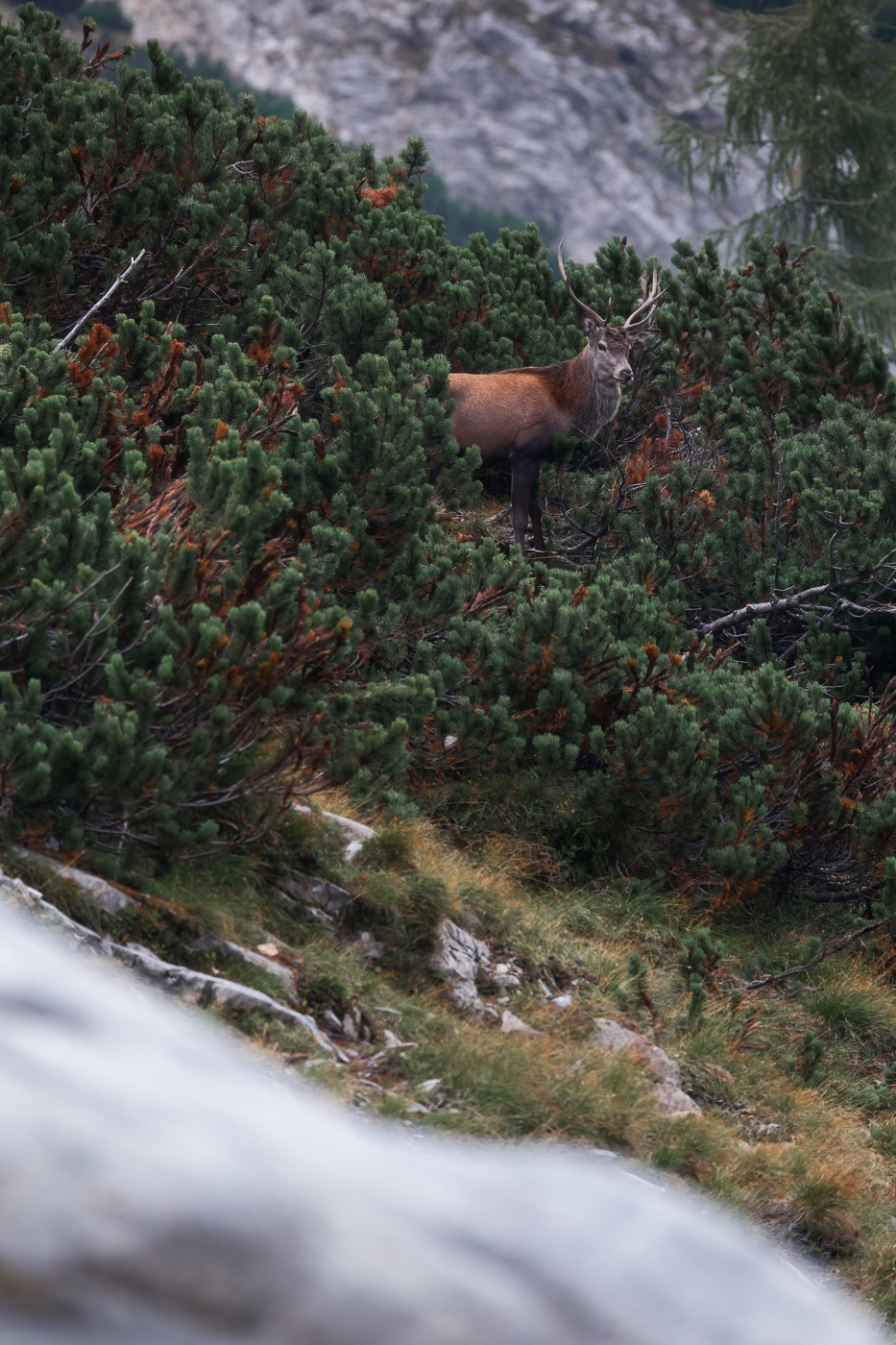Un giovane cervo maschio (Cervus elaphus) osserva da distanza di sicurezza il maschio dominante e il suo harem. Alpi Carniche, Italia.
