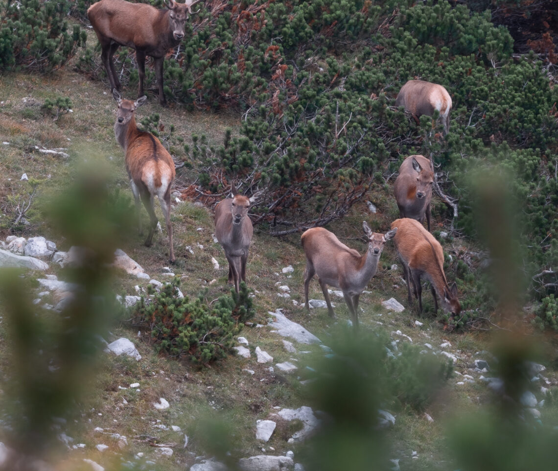 Harem. Cervo nobile (Cervus elaphus). Alpi Carniche, Italia.