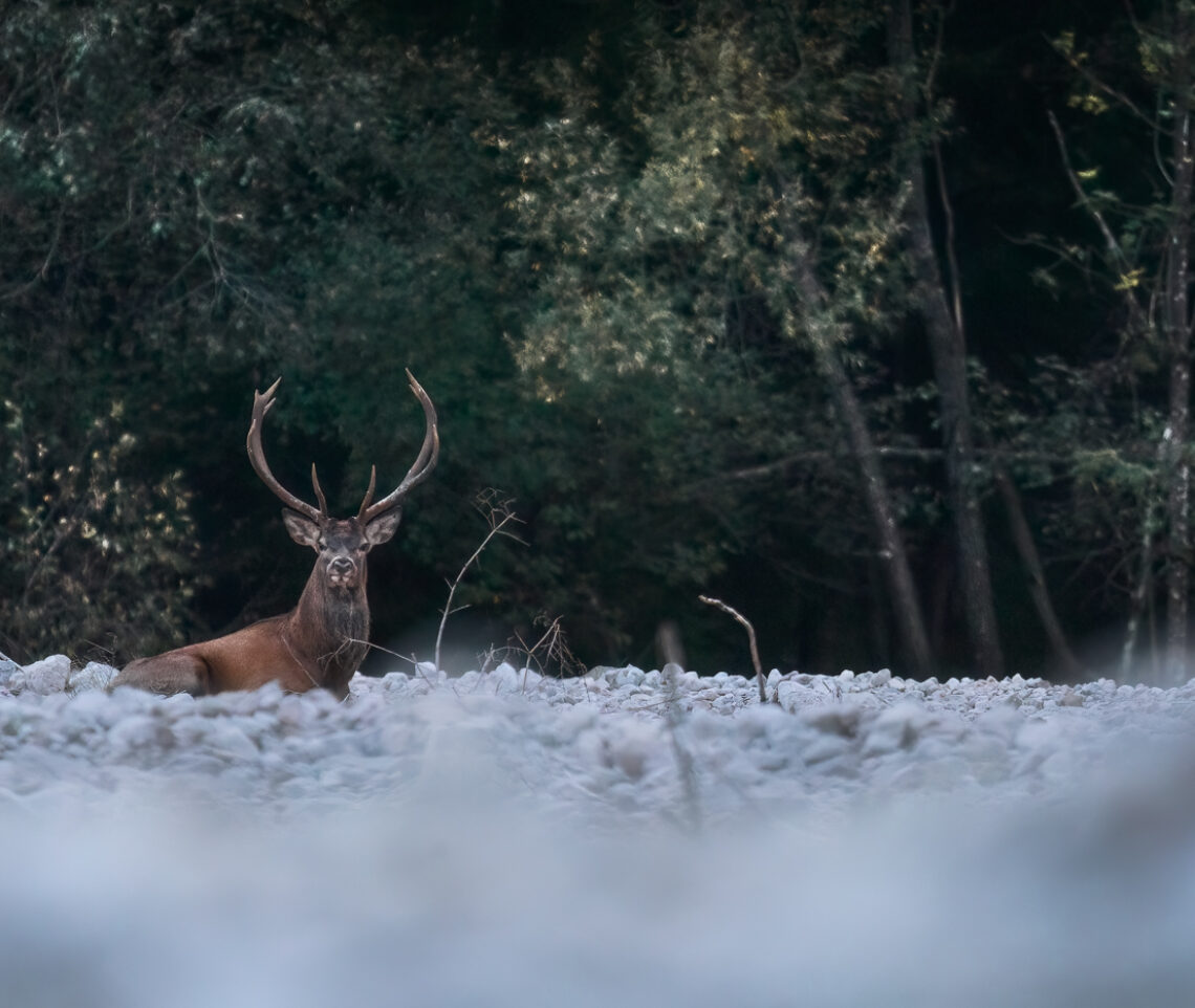 Riposo nel campo degli amori per il cervo maschio (Cervus elaphus), sempre con aria di sfida. Parco Naturale Dolomiti Friulane, Italia.