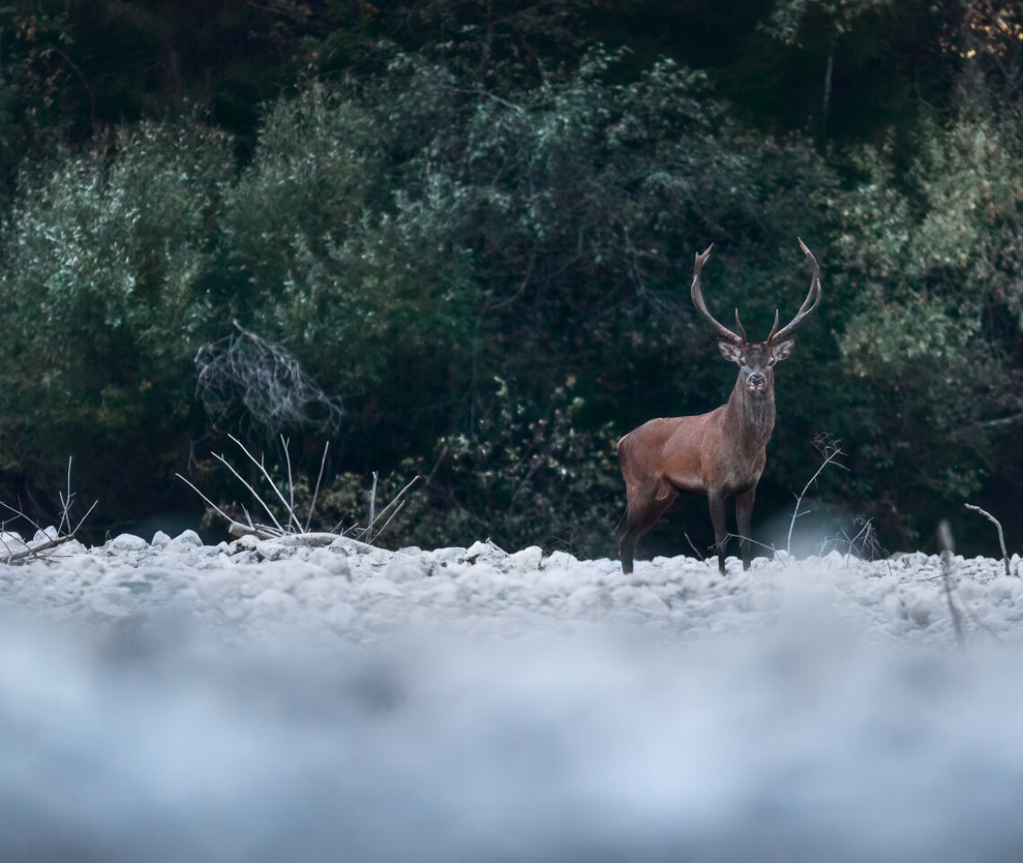 Cervo nobile (Cervus elaphus). Un nome, un perché. Parco Naturale Dolomiti Friulane, Italia.