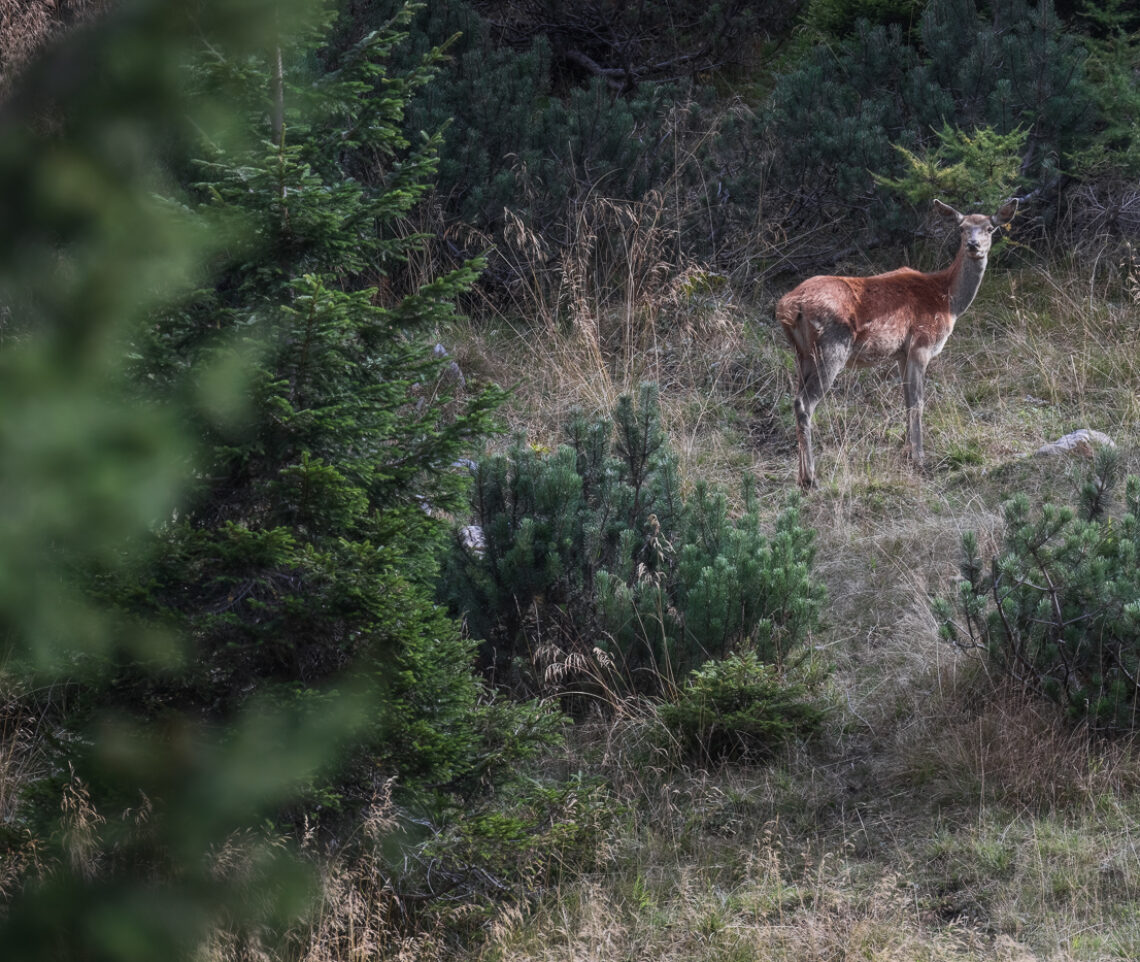 Cervo femmina (Cervus elaphus) in tutta la sua diffidenza. Alpi Carniche, Italia.