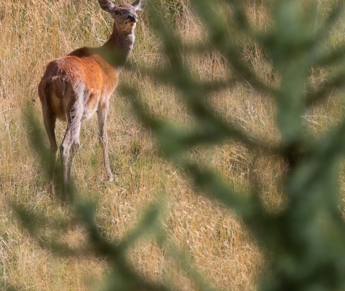 Non si sfugge all’incredibile percezione del pericolo delle femmine di cervo (Cervus elaphus). Alpi Carniche, Italia.