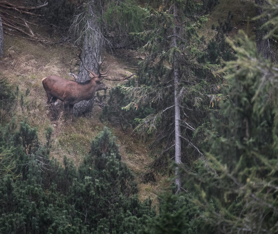 Possente cervo maschio (Cervus elaphus) ascolta attentamente il bramito del suo diretto sfidante. Alpi Carniche, Italia.