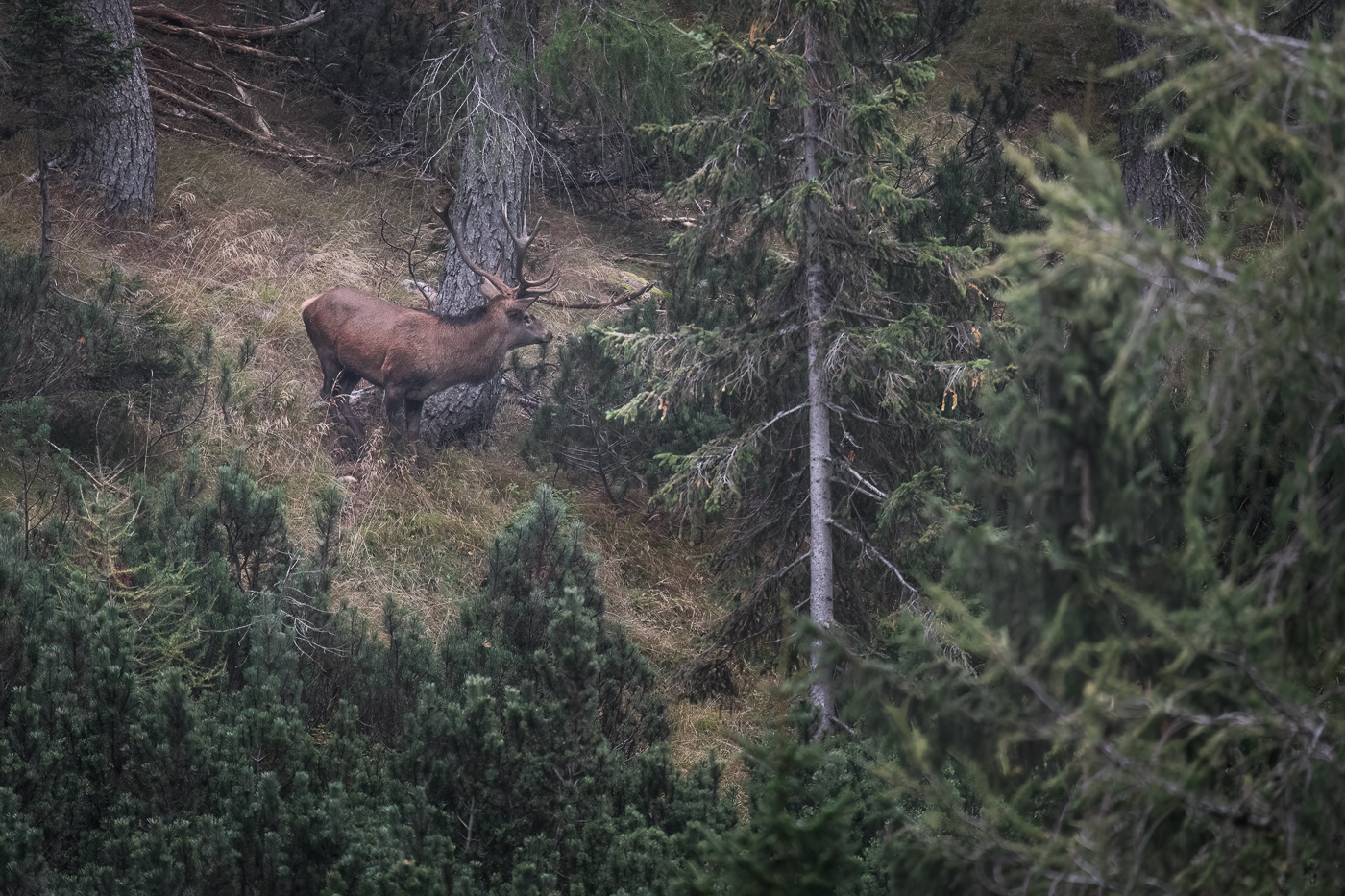 Possente cervo maschio (Cervus elaphus) ascolta attentamente il bramito del suo diretto sfidante. Alpi Carniche, Italia.