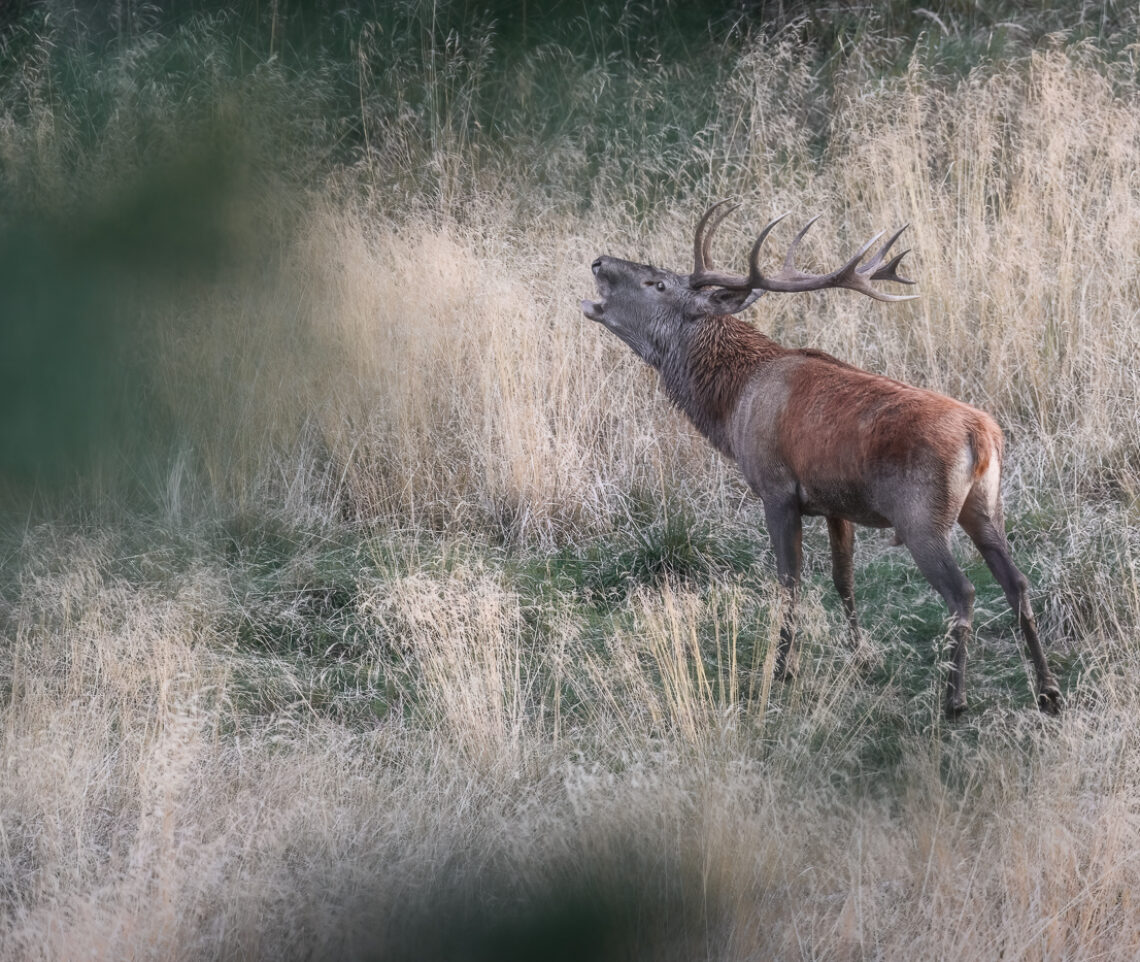 Gli avversari sono avvisati. Cervo nobile (Cervus elaphus). Alpi Carniche, Italia.