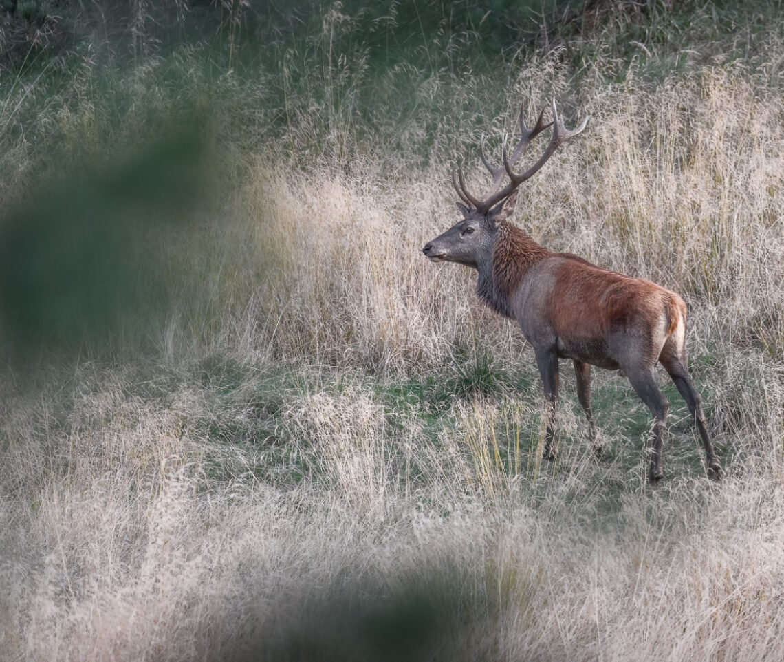 Cervo maschio (Cervus elaphus) si palesa ai contendenti nell’arena degli amori. Alpi Carniche, Italia.