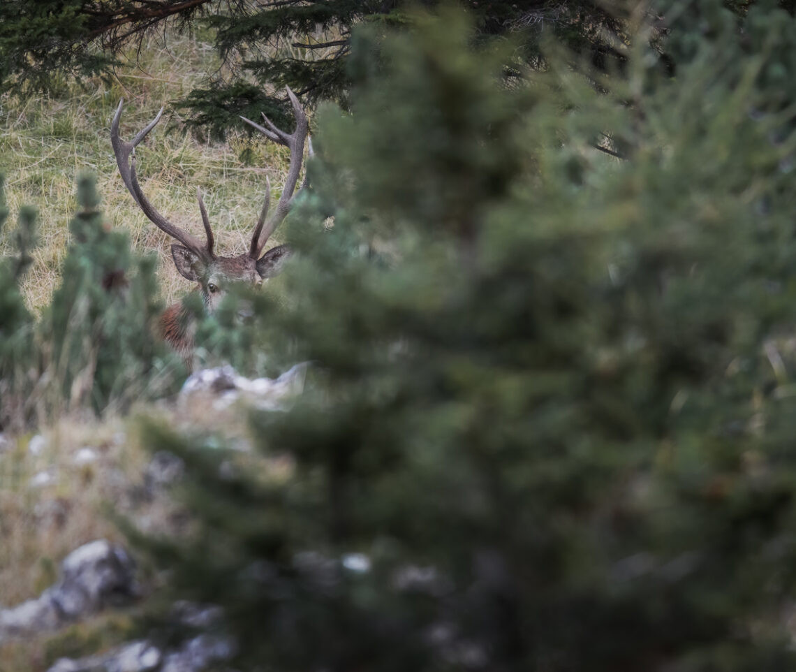 Incrocio di sguardi. Cervo nobile (Cervus elaphus). Alpi Carniche, Italia.