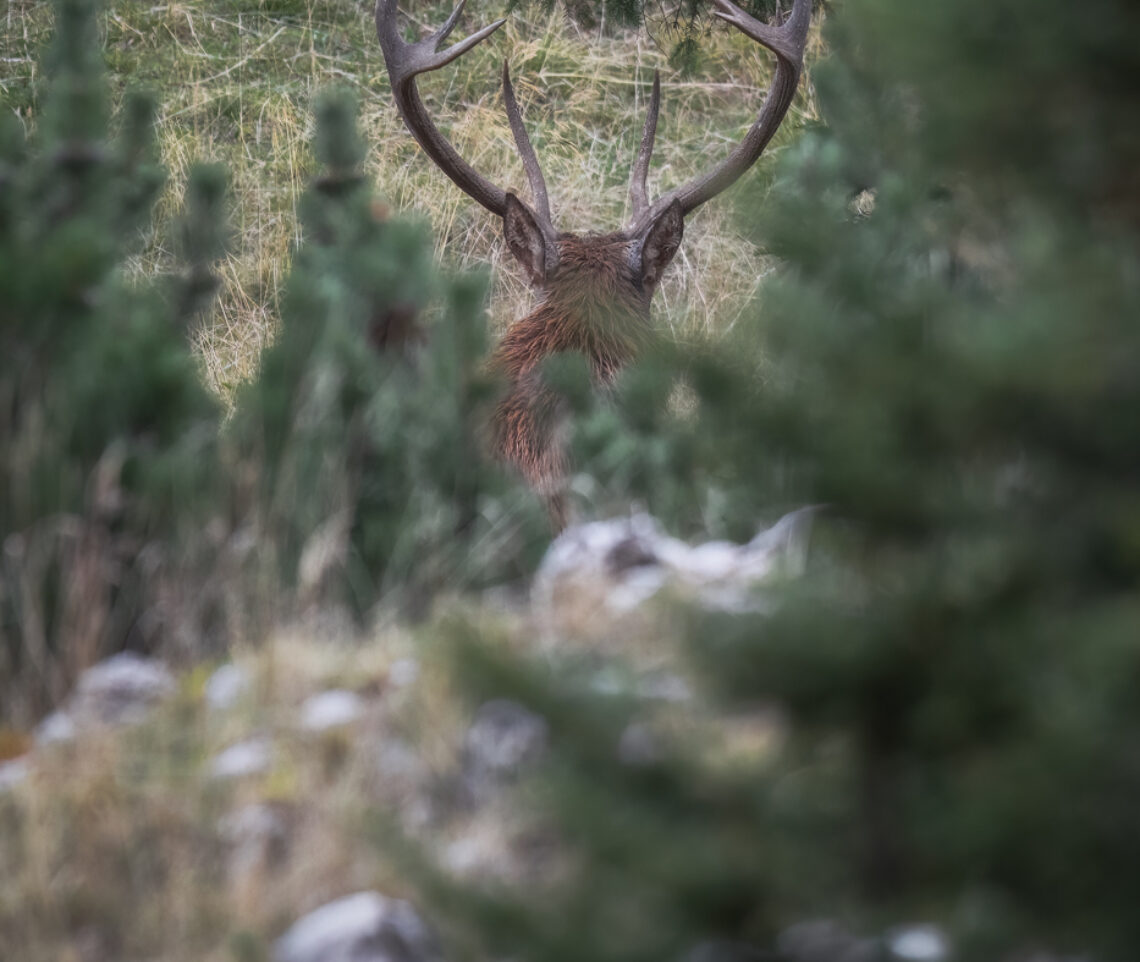 Il palco. Cervo nobile (Cervus elaphus). Alpi Carniche, Italia.