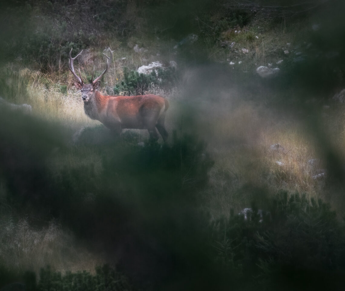 Il raffinato manto rosso del cervo nobile (Cervus elaphus) colora lo scenario nelle lunghe giornate di appostamento per il bramito. Alpi Carniche, Italia.