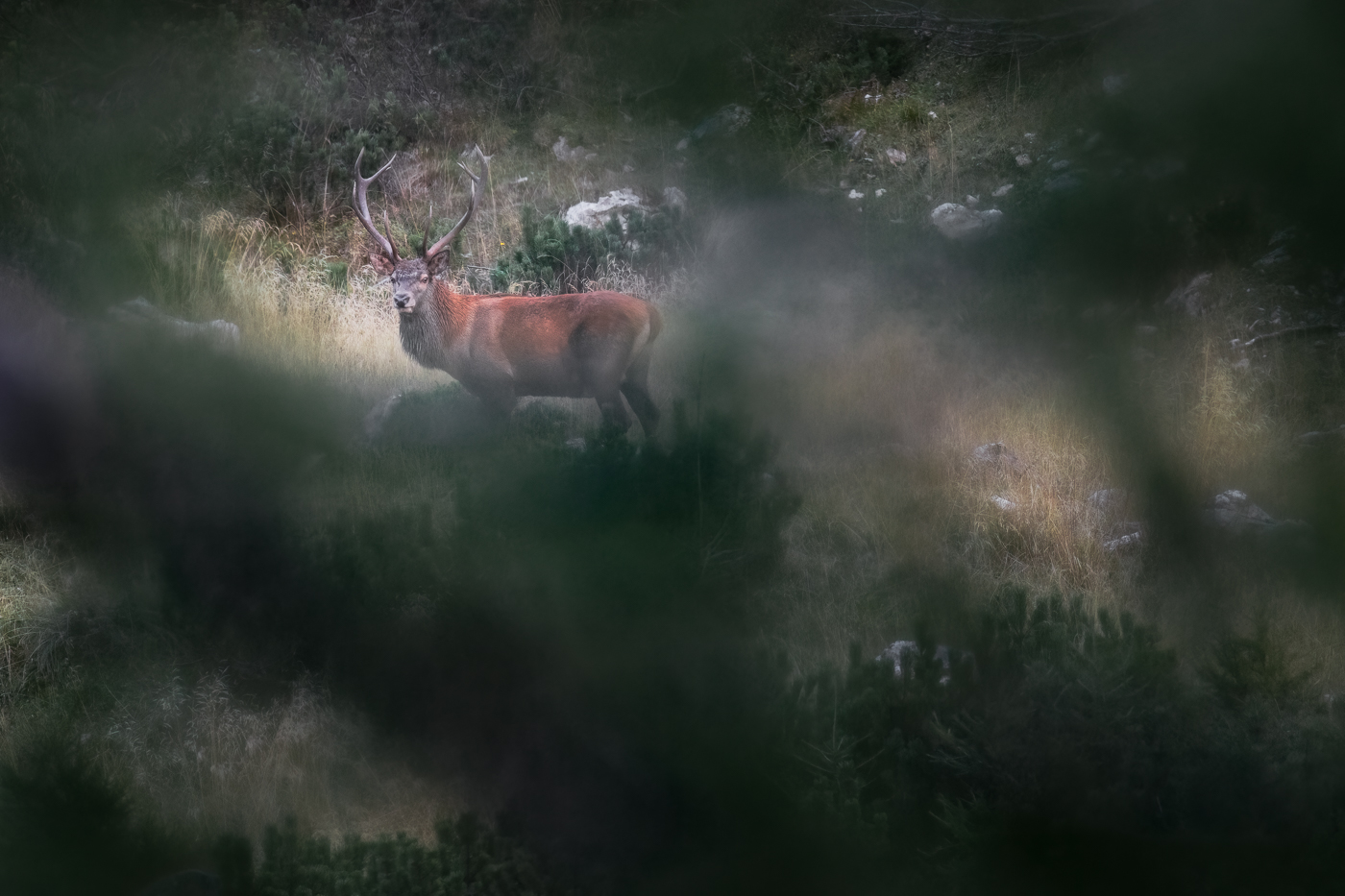 Il raffinato manto rosso del cervo nobile (Cervus elaphus) colora lo scenario nelle lunghe giornate di appostamento per il bramito. Alpi Carniche, Italia.