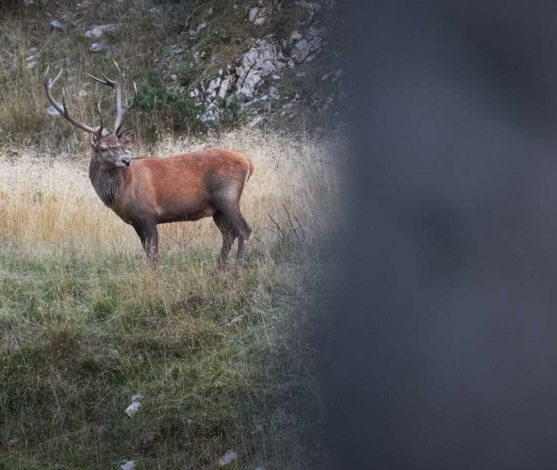 La perfezione del cervo nobile (Cervus elaphus). Alpi Carniche, Italia.