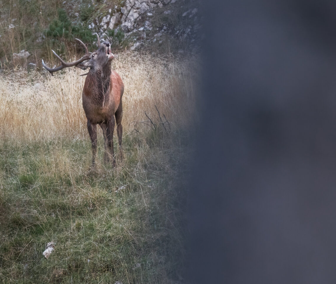 Dopo aver preso possesso dell’arena degli amori, il cervo maschio (Cervus elaphus) fa sentire la sua voce. Alpi Carniche, Italia.