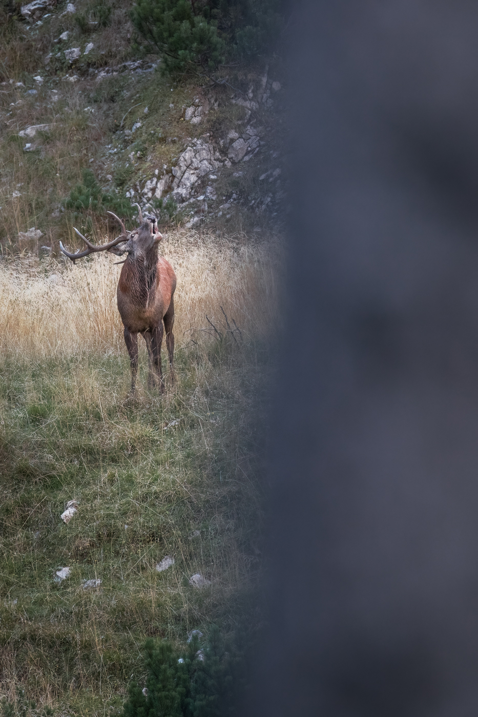 Dopo aver preso possesso dell’arena degli amori, il cervo maschio (Cervus elaphus) fa sentire la sua voce. Alpi Carniche, Italia.
