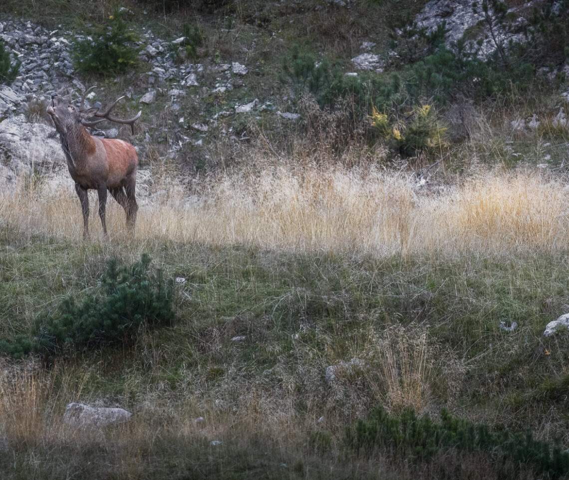 L’eco del bramito. Cervo nobile (Cervus elaphus). Alpi Carniche, Italia.