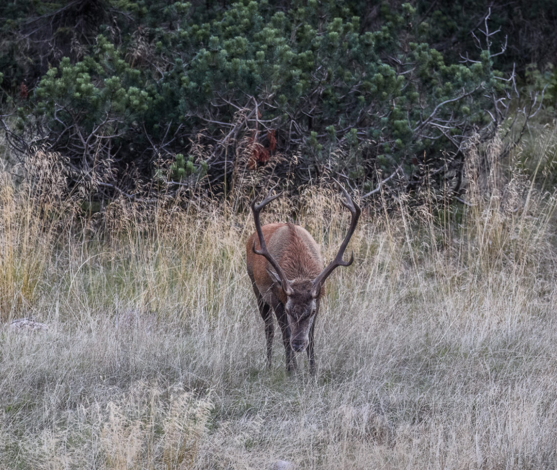 Un cervo maschio (Cervus elaphus) percepisce il passaggio di femmine e sfidanti nell’arena degli amori. Alpi Carniche, Italia.