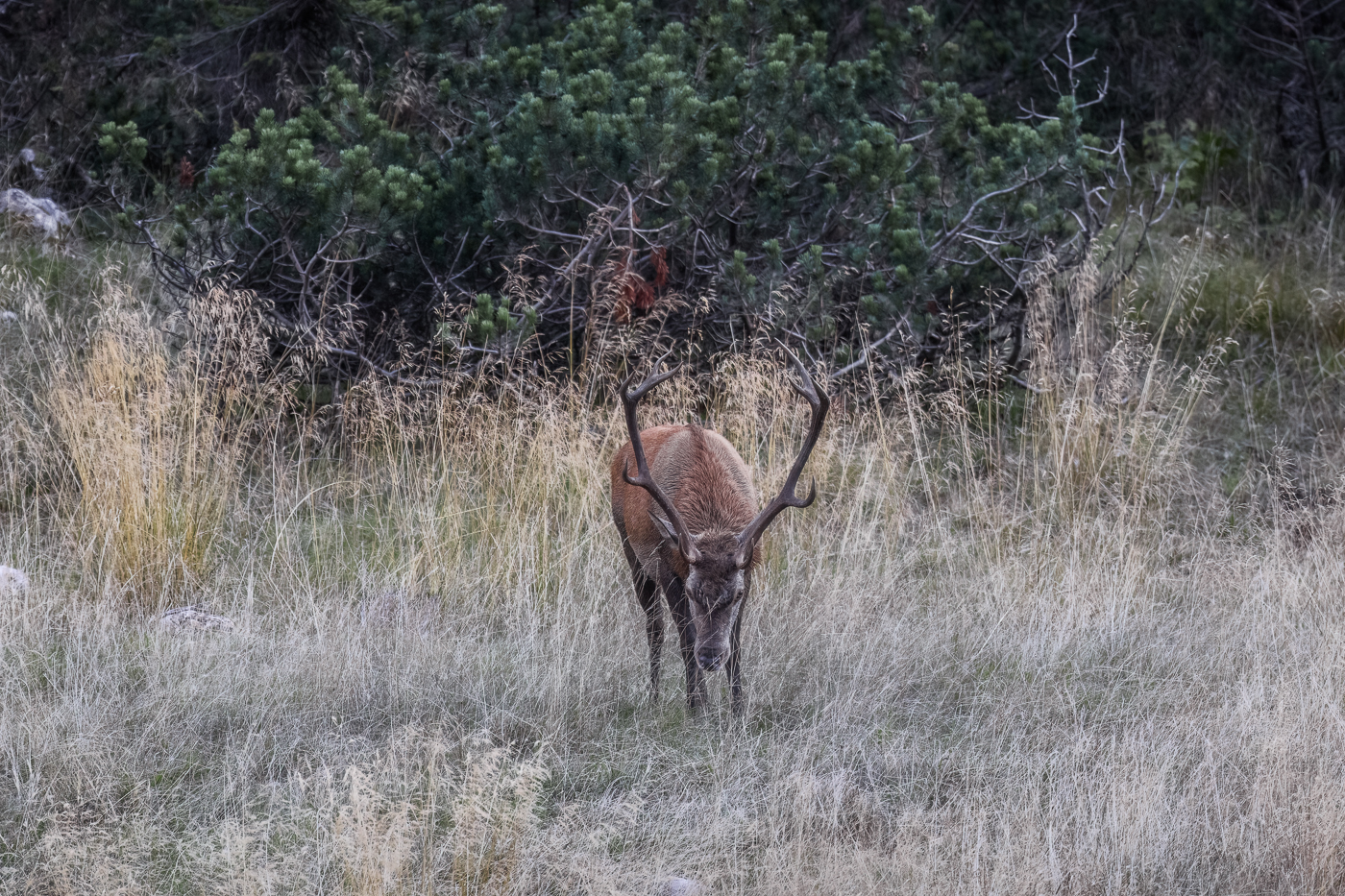 Un cervo maschio (Cervus elaphus) percepisce il passaggio di femmine e sfidanti nell’arena degli amori. Alpi Carniche, Italia.