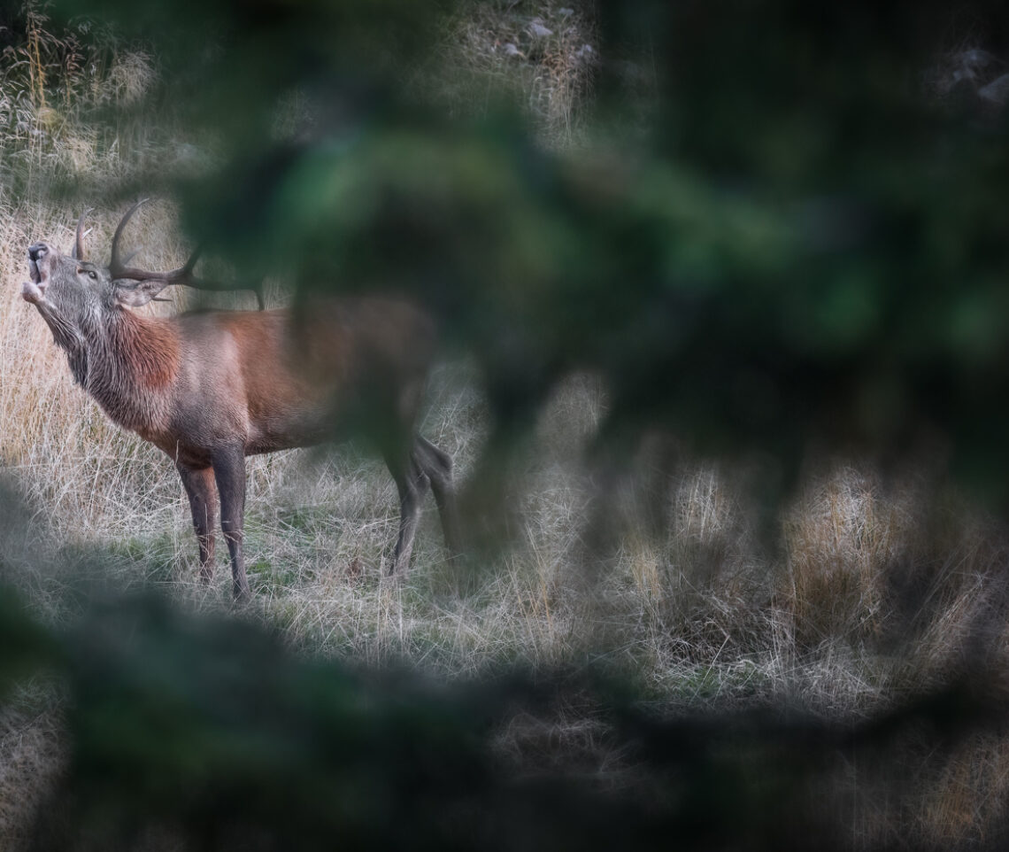 Il bramito più potente. Cervo maschio (Cervus elaphus). Alpi Carniche, Italia.