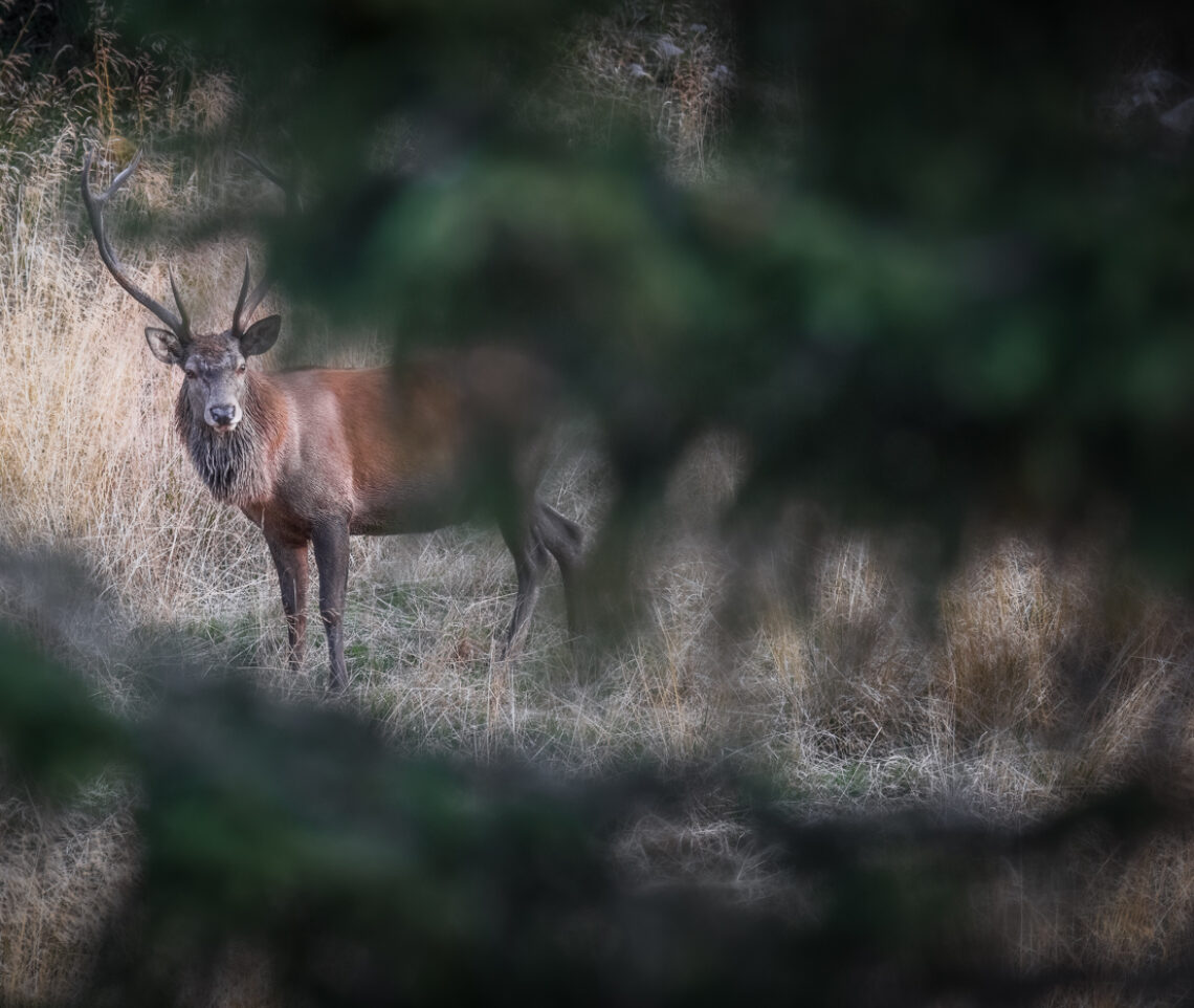 Cervo maschio (Cervus elaphus) in ascolto nel periodo degli amori. Alpi Carniche, Italia.