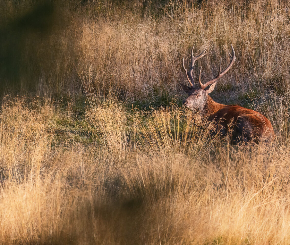 L’oro del tramonto offre ristoro a un cervo maschio (Cervus elaphus) esausto a causa della stagione degli amori. Alpi Carniche. Italia.