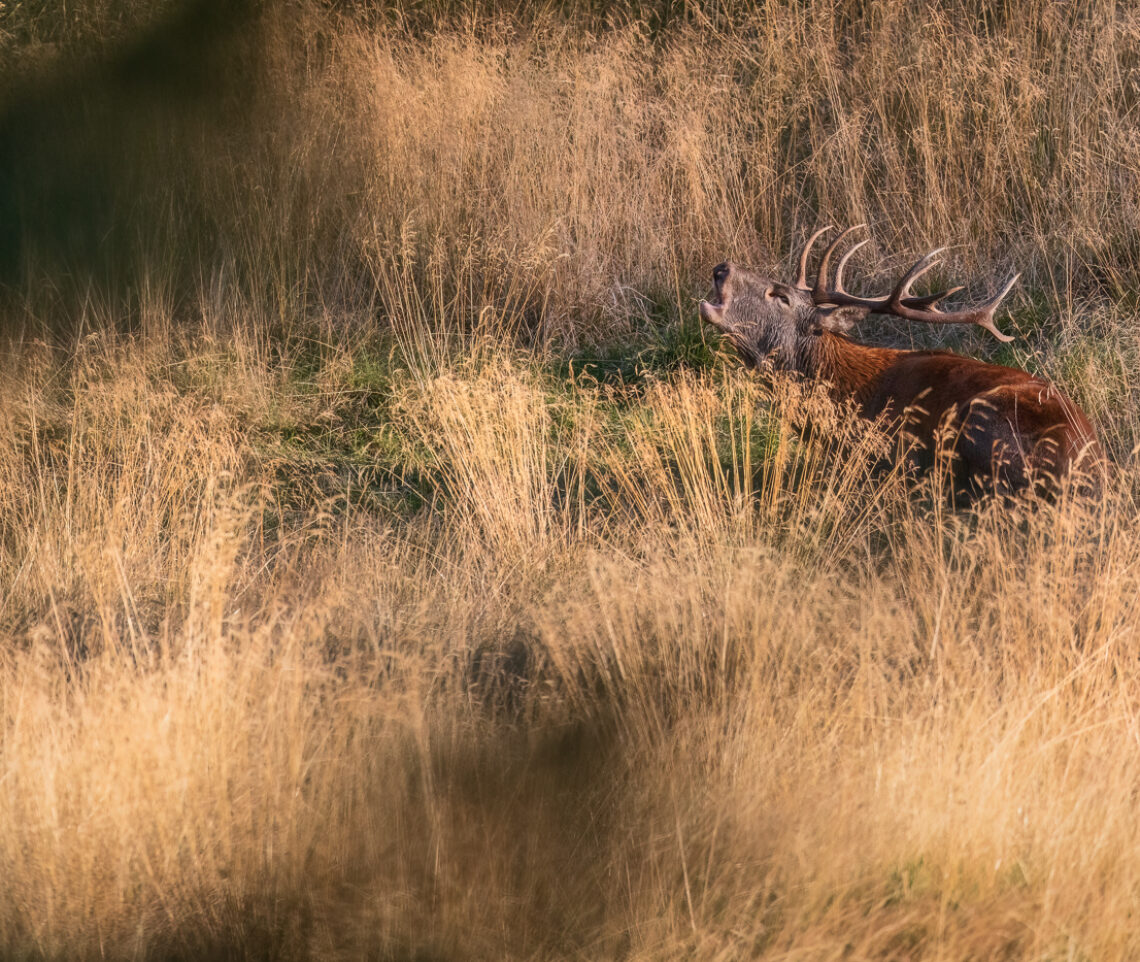 Luce magica, momenti magici. Cervo nobile (Cervus elaphus) in bramito. Alpi Carniche, Italia.