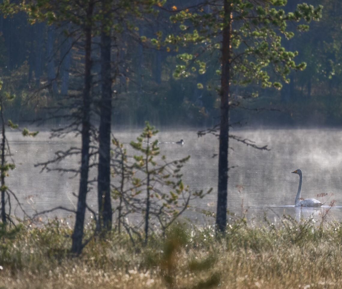 Appena terminato il suo concerto canoro, il cigno selvatico (Cygnus cygnus) lascia la scena con classe. Foresta boreale, Finlandia.