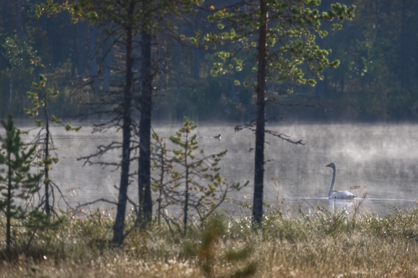 Appena terminato il suo concerto canoro, il cigno selvatico (Cygnus cygnus) lascia la scena con classe. Foresta boreale, Finlandia.