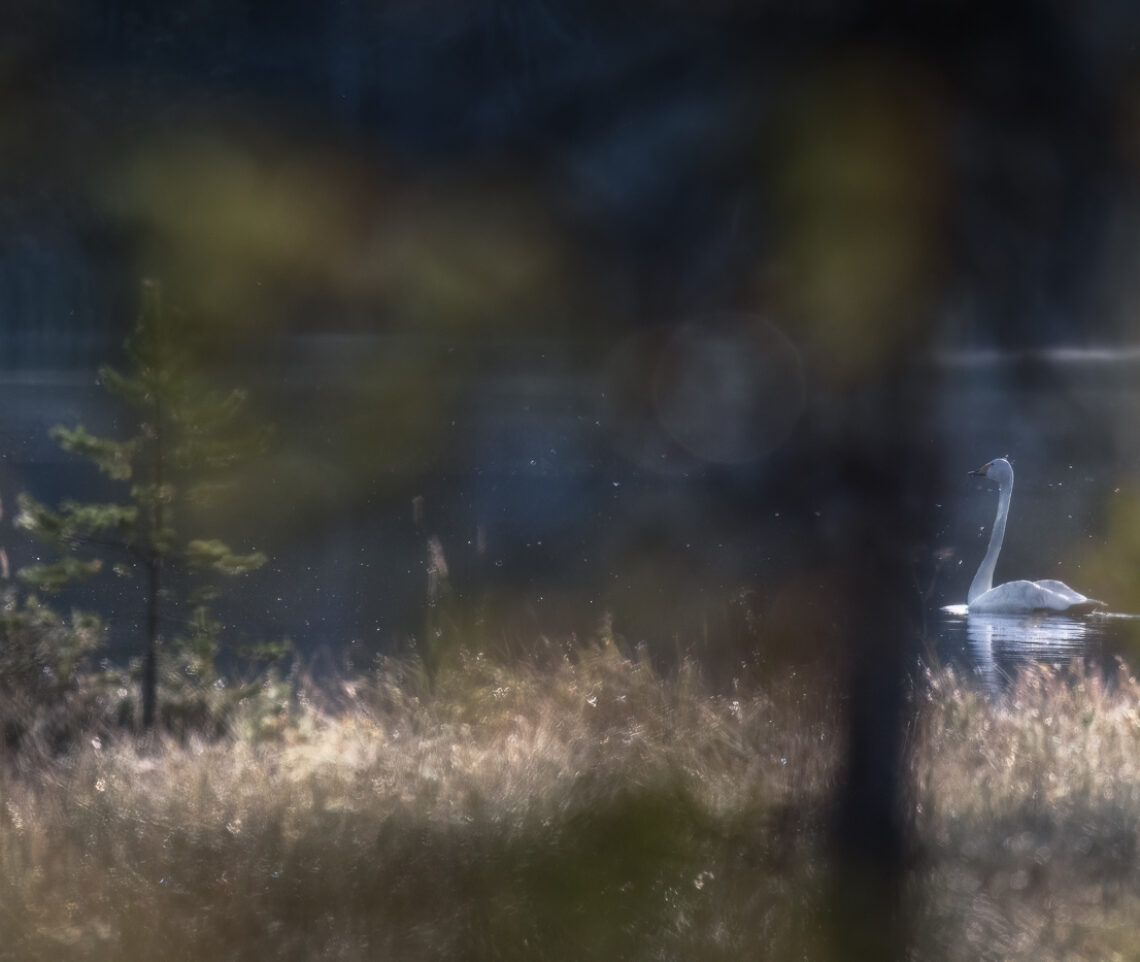 Nell’alba del nord del mondo brilla il cigno selvatico (Cygnus cygnus). Foresta boreale, Finlandia.