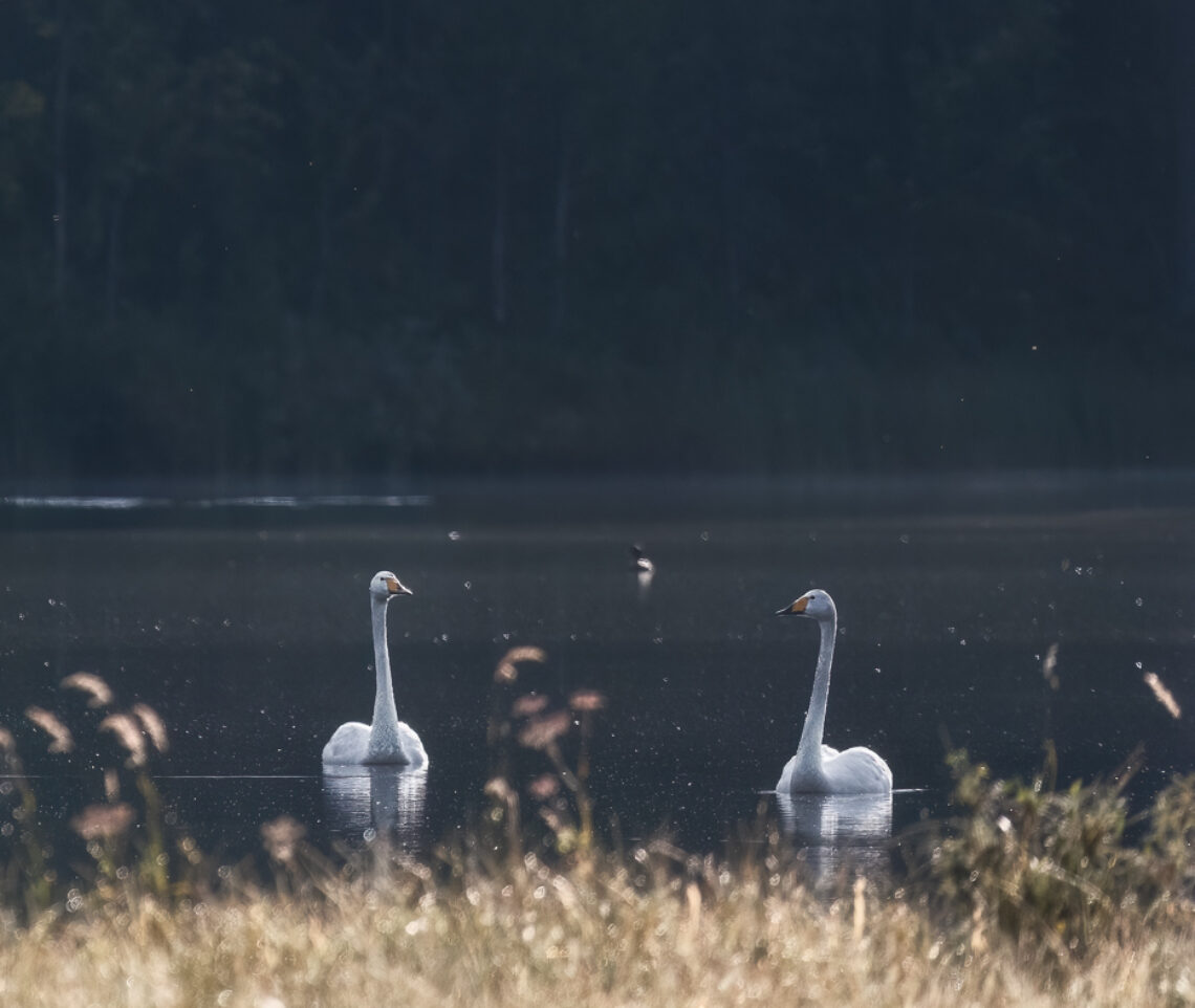 L’eleganza dei cigni selvatici (Cygnus cygnus) nei laghi della foresta boreale, Finlandia.