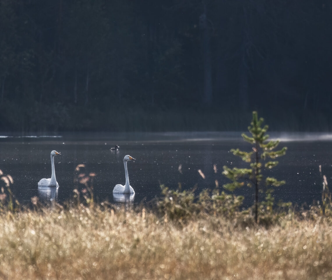 La taiga finlandese è costellata di laghi ricchi di ospiti. Cigno selvatico (Cygnus cygnus). Foresta boreale, Finlandia.