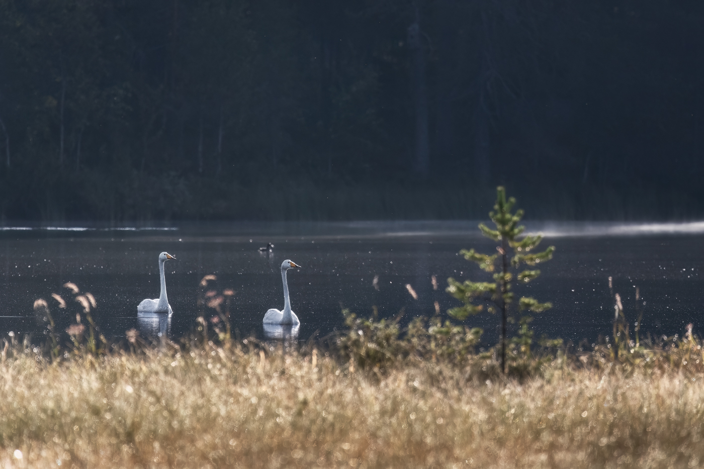 La taiga finlandese è costellata di laghi ricchi di ospiti. Cigno selvatico (Cygnus cygnus). Foresta boreale, Finlandia.