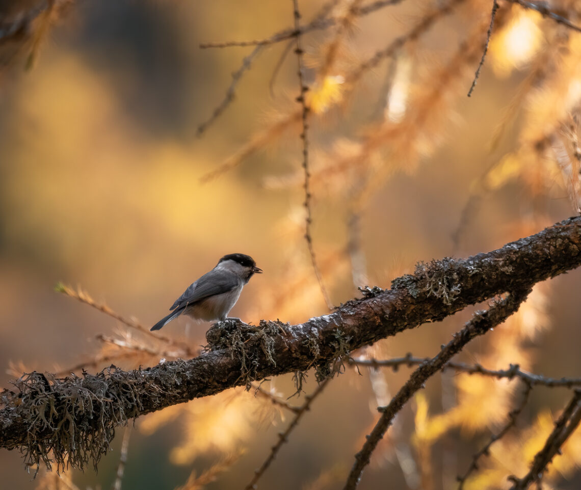 Cincia bigia alpestre (Poecile montanus) avvolta nell’oro del tramonto autunnale delle foreste alpine. Alpi Carniche, Italia.