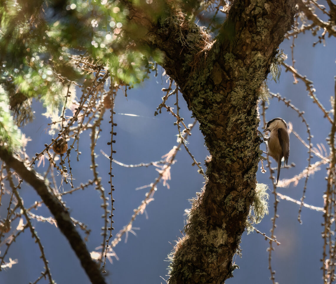 È il primo mattino, e la cincia bigia alpestre (Poecile montanus) è già al lavoro in cerca di cibo. Alpi Carniche, Italia.